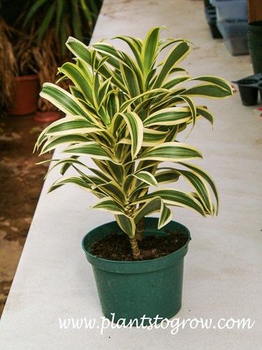 Song of India (Dracaena reflexa)
A small plant in a 6 inch pot.